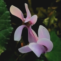Cyclamen hederifolium
