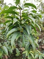Ilex chinensis
