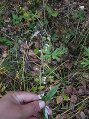 Artemisia integrifolia