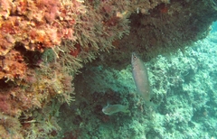 Ctenolabrus rupestris