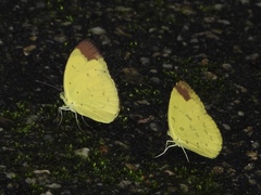 Eurema simulatrix