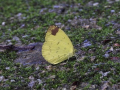 Eurema simulatrix