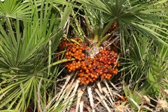 Chamaerops humilis