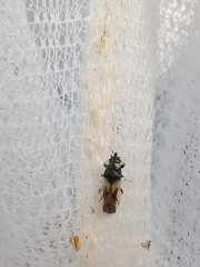 Metopoplax ditomoides