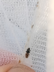 Metopoplax ditomoides