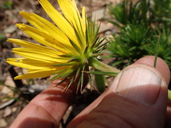Berkheya subulata subulata