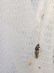 Metopoplax ditomoides