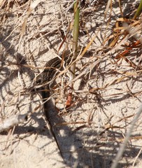 Morethia lineoocellata