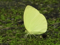 Gandaca harina distanti