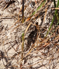 Morethia lineoocellata