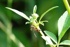 Ropalidia hongkongensis