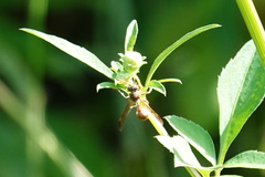 Ropalidia hongkongensis