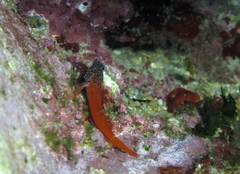 Tripterygion melanurus