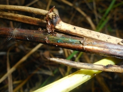 Chlorociboria aeruginella