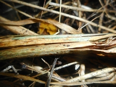 Chlorociboria aeruginella