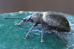 Otiorhynchus pseudonothus