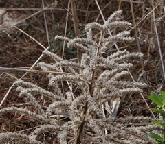 Echium italicum