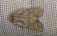 Lithophane disposita