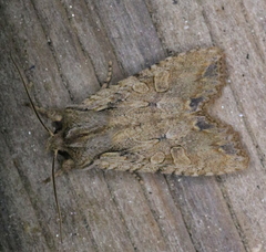 Lithophane disposita