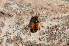 Eristalis tenax