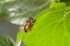 Eristalis tenax