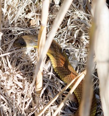 Notechis scutatus scutatus