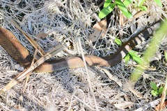 Notechis scutatus scutatus