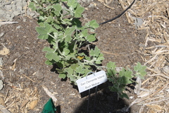 Malacothamnus clementinus