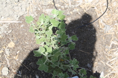 Malacothamnus clementinus