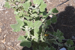 Malacothamnus clementinus