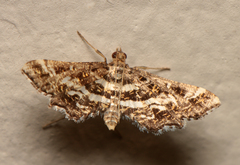 Diasemiopsis leodocusalis