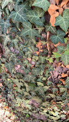 Hedera helix