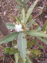 Eugenia involucrata