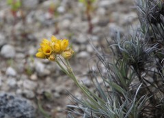 Conostylis candicans
