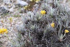 Conostylis candicans