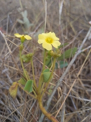 Oxalis cordata