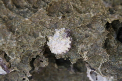 Saccostrea