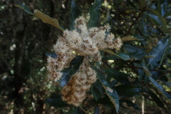 Brachylaena transvaalensis