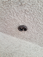 Acanthoiulus fuscipes