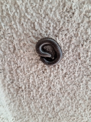 Acanthoiulus fuscipes