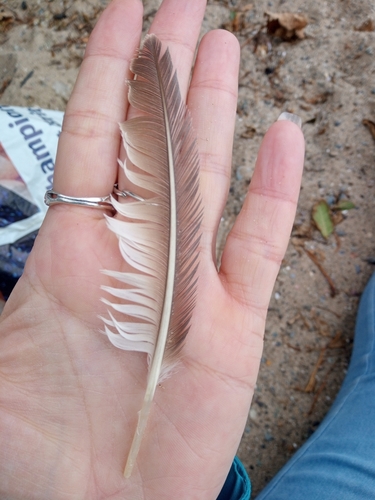 Plume de Guillemot de Troïl