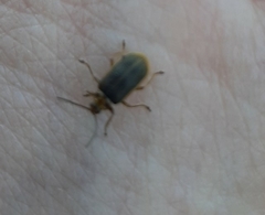 Coleoptera
