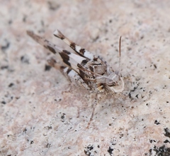 Oedipoda miniata