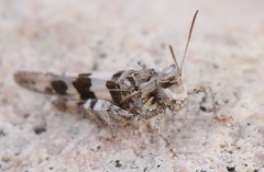 Oedipoda miniata