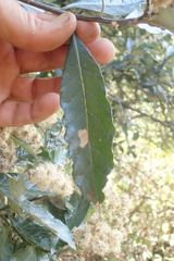 Brachylaena transvaalensis