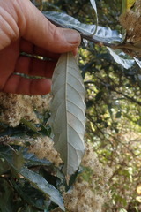 Brachylaena transvaalensis