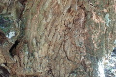 Brachylaena transvaalensis