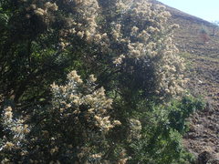 Brachylaena transvaalensis