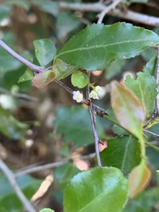Gymnosporia harveyana harveyana