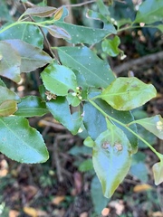 Gymnosporia harveyana harveyana